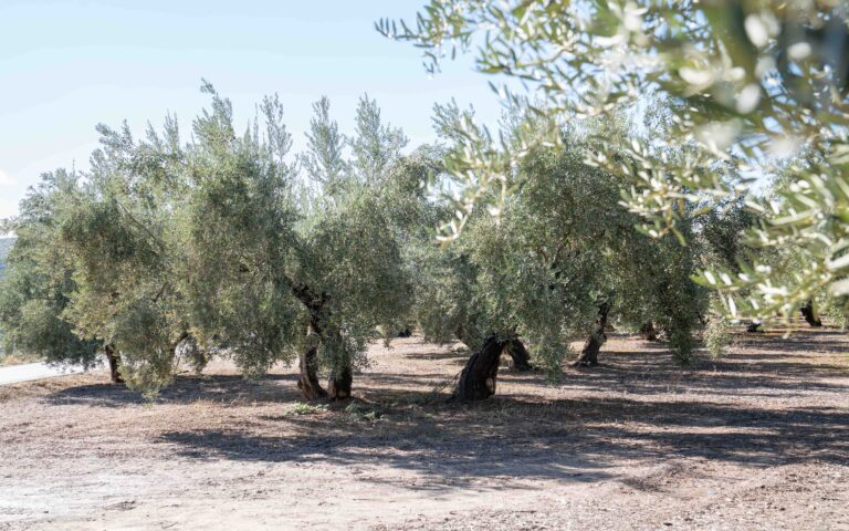 El Ministerio desarrolla el reglamento que permitirá la autorregulación del mercado del aceite de oliva