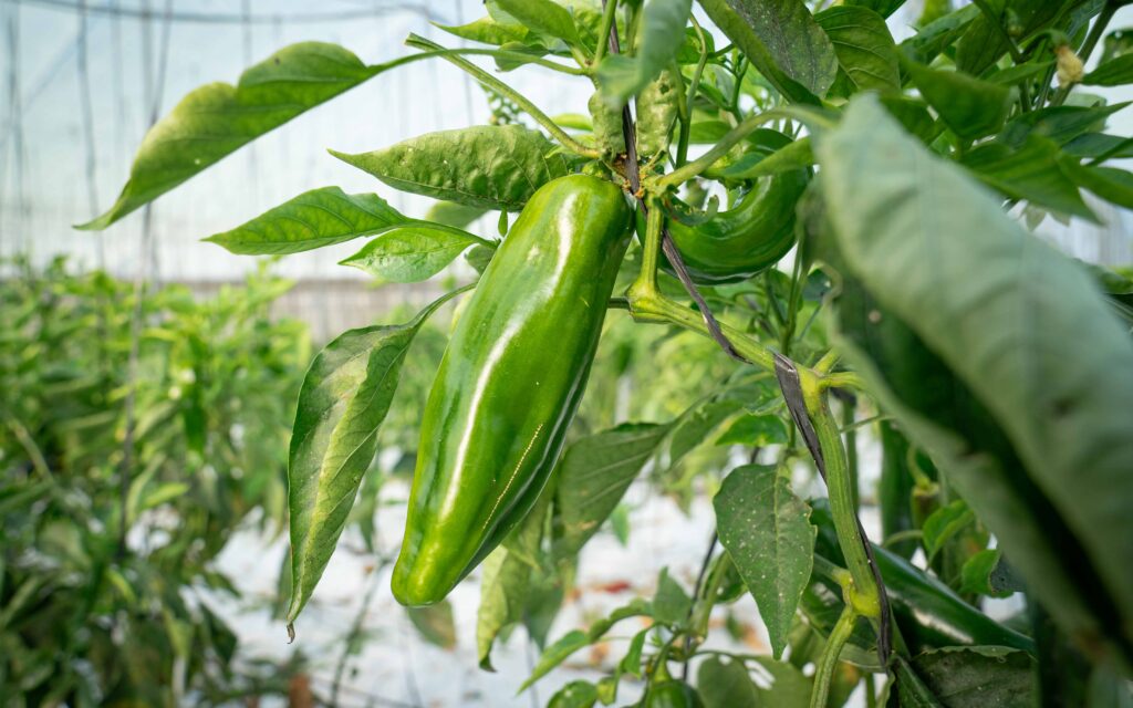La plaga del trips del tabaco afecta a 12 hectáreas de pimiento en la Costa