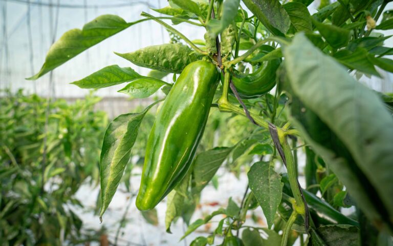 La plaga del trips del tabaco afecta a 12 hectáreas de pimiento en la Costa