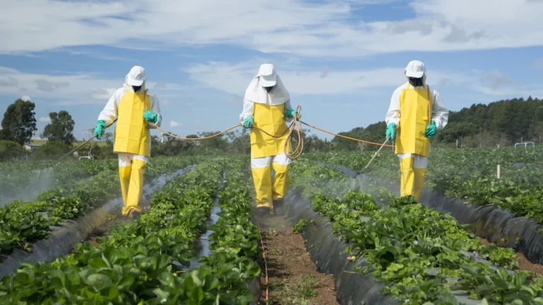 Francia suprimirá la importación de frutas y hortalizas con pesticidas prohibidos