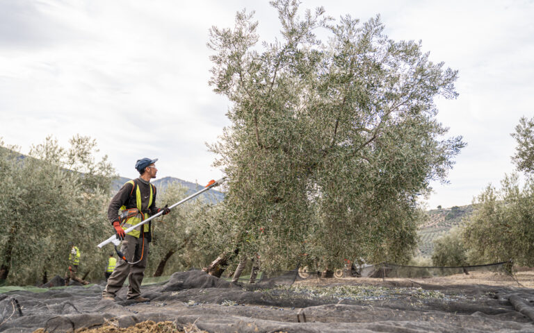 Nueva línea de apoyo para técnicos de Agrupaciones de Producción Integrada de olivar