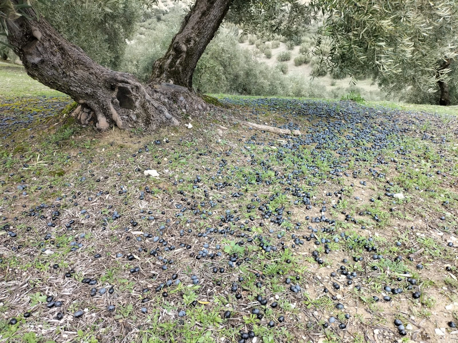 Olivo con todas sus olivas caidas por el temporal