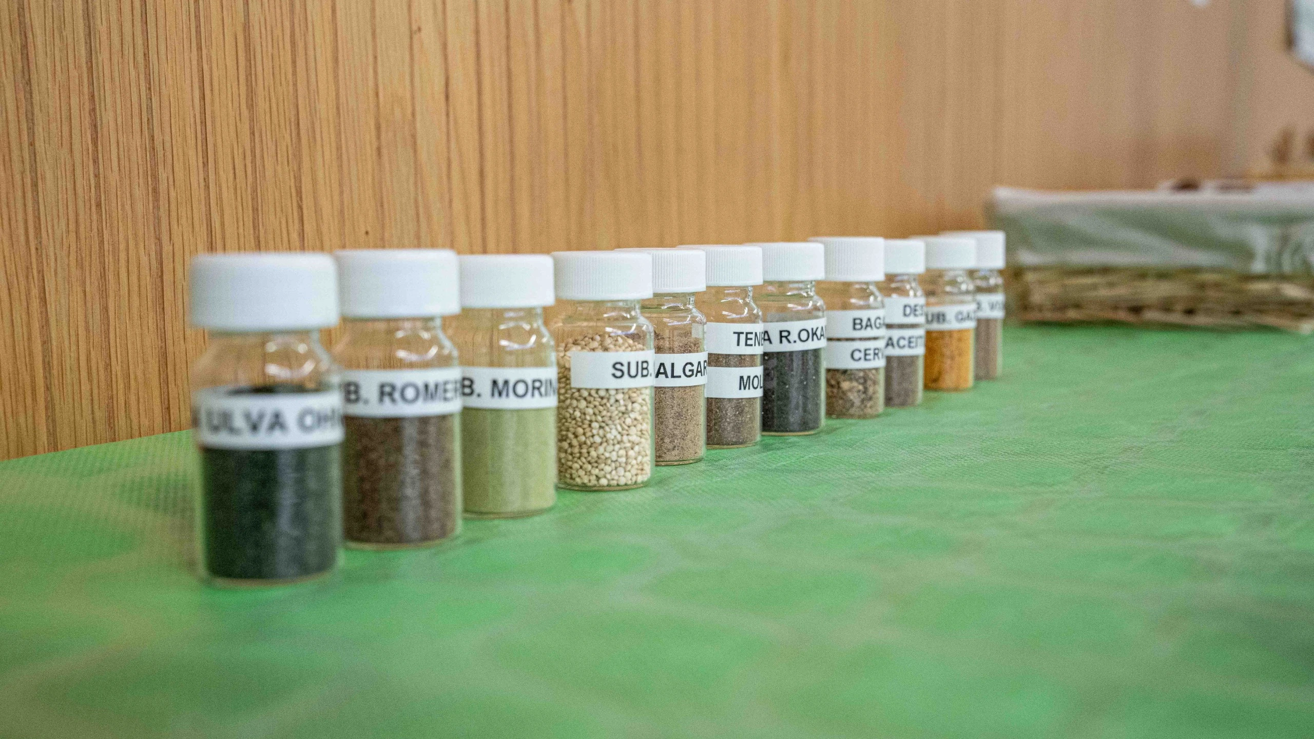 Muestras en frascos de subproductos como hoja de olivo y altramuz para obtener proteínas vegetales.