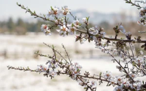 Rama de almendro en flor con campo helado al fondo en la provincia de Granada.