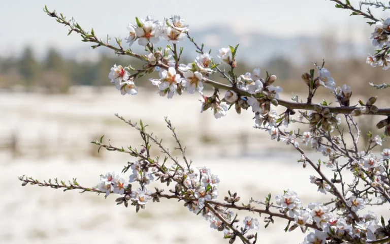 Heladas en el almendro en Granada: FAECA solicita ayudas urgentes ante pérdidas millonarias