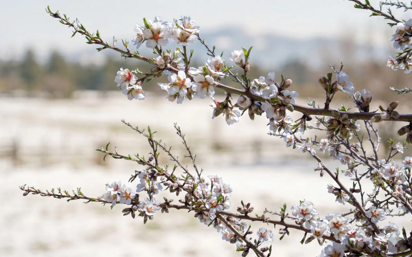 Heladas en el almendro en Granada: FAECA solicita ayudas urgentes ante pérdidas millonarias