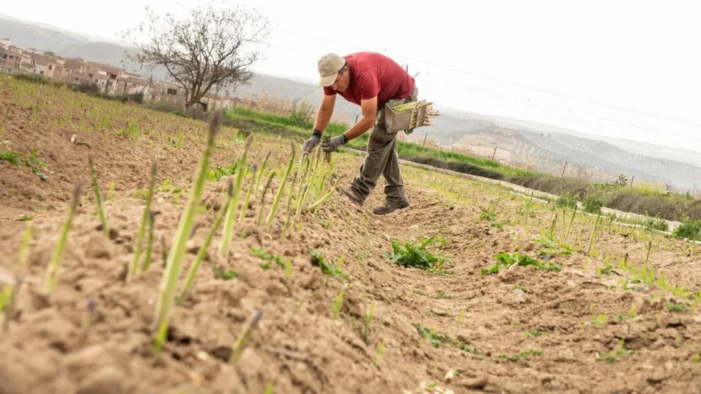 El espárrago verde de Granada: la clave para frenar la despoblación y crear empleo rural