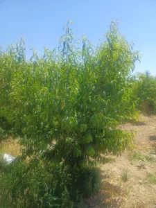 Árbol frutal de melocotón en un campo agrícola de la comarca de Guadix afectado por las heladas de marzo.