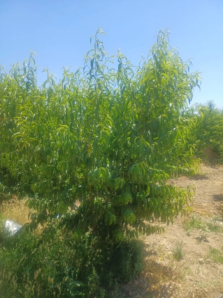 Las heladas de marzo destruyen el 90% de la producción de melocotón en Guadix