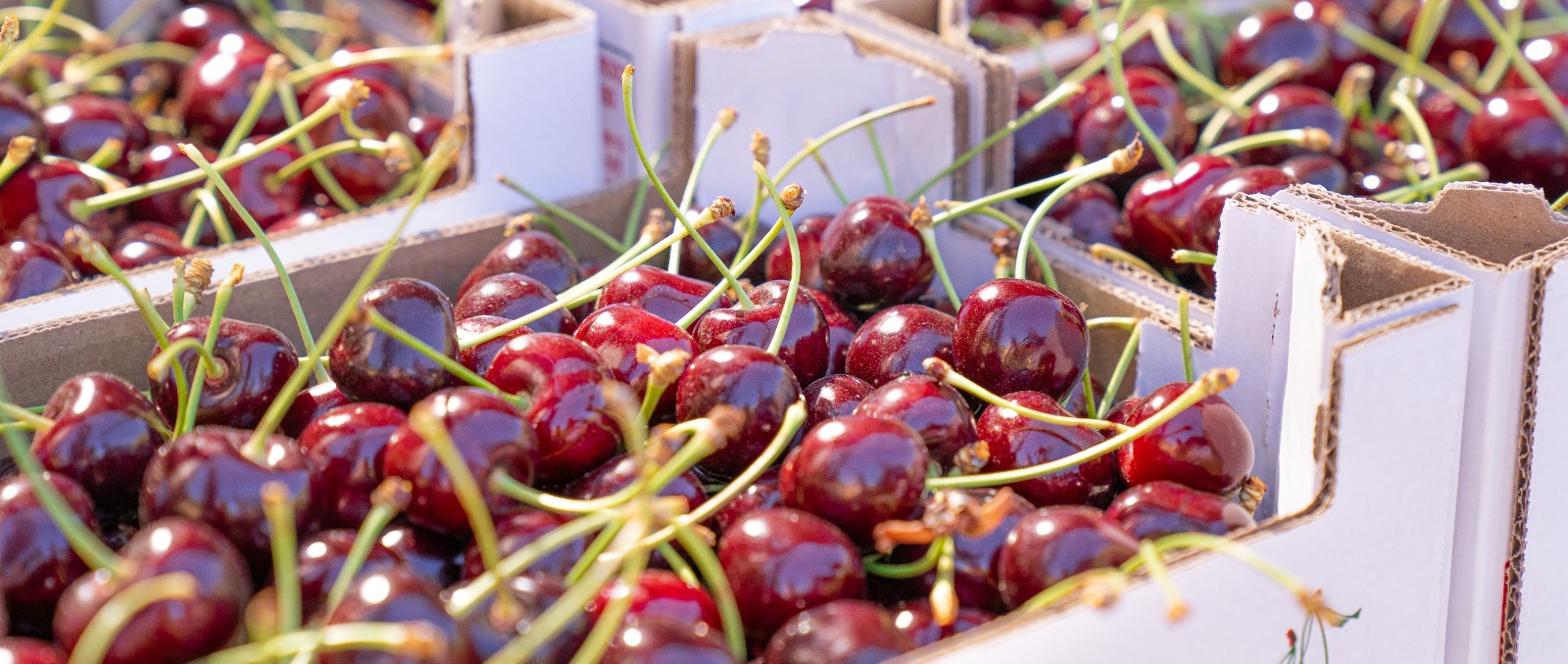 La campaña de la cereza avanza en Güéjar con fruta de excelente calidad y precios bajos por la concentración de la producción