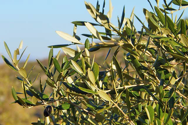 Detalle de hojas y ramas de un olivo iluminadas por el sol, representando el sector agrícola en la provincia de Granada.