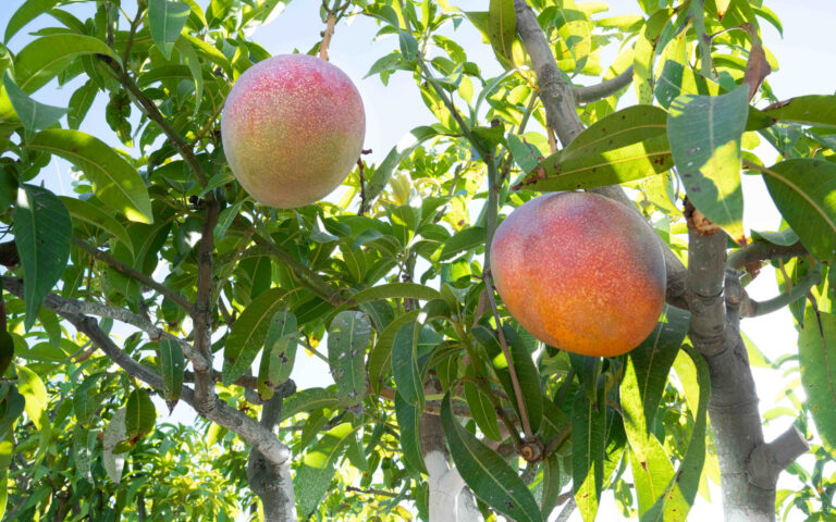 La campaña del mango avanza a pleno ritmo en la Costa Tropical